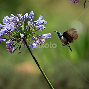 sugar bird by Marissa van Heerden - Animals Birds