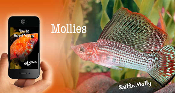 All About Mollies Screenshots 0