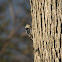 Downy Woodpecker(male)