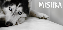 Mishka the Talking Husky APK