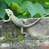 Changeable Lizard or Oriental Garden Lizard