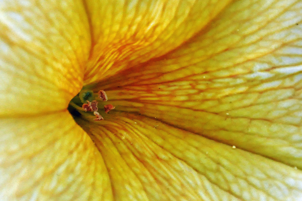 Yellow Petunia