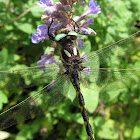 delta-spotted spiketail