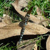 Dragonfly sp.