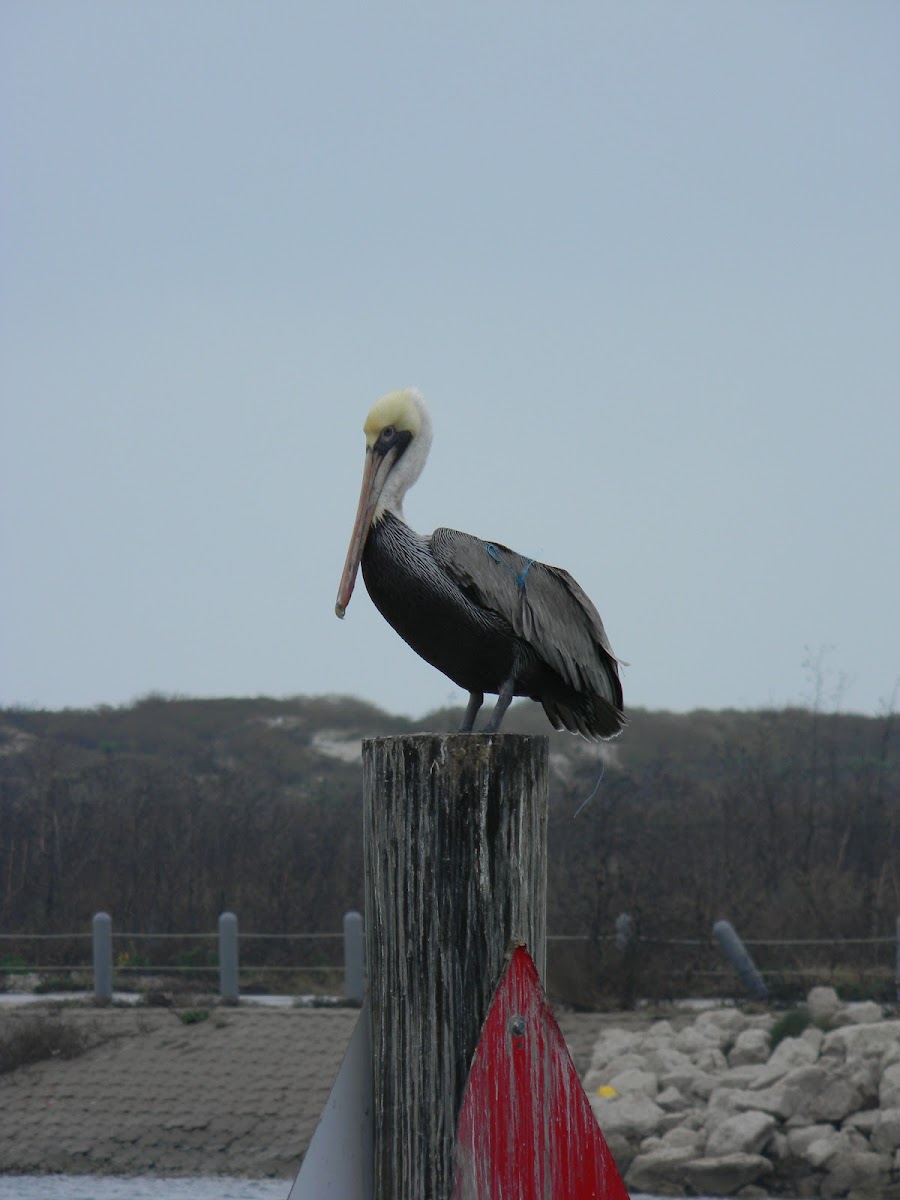 Brown Pelican