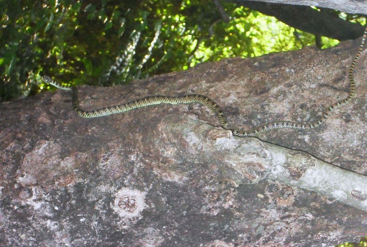 Gliding Snake (or) golden tree snake