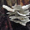 shelf fungus