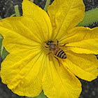 Honey Bee, on Cucumber Male Flower