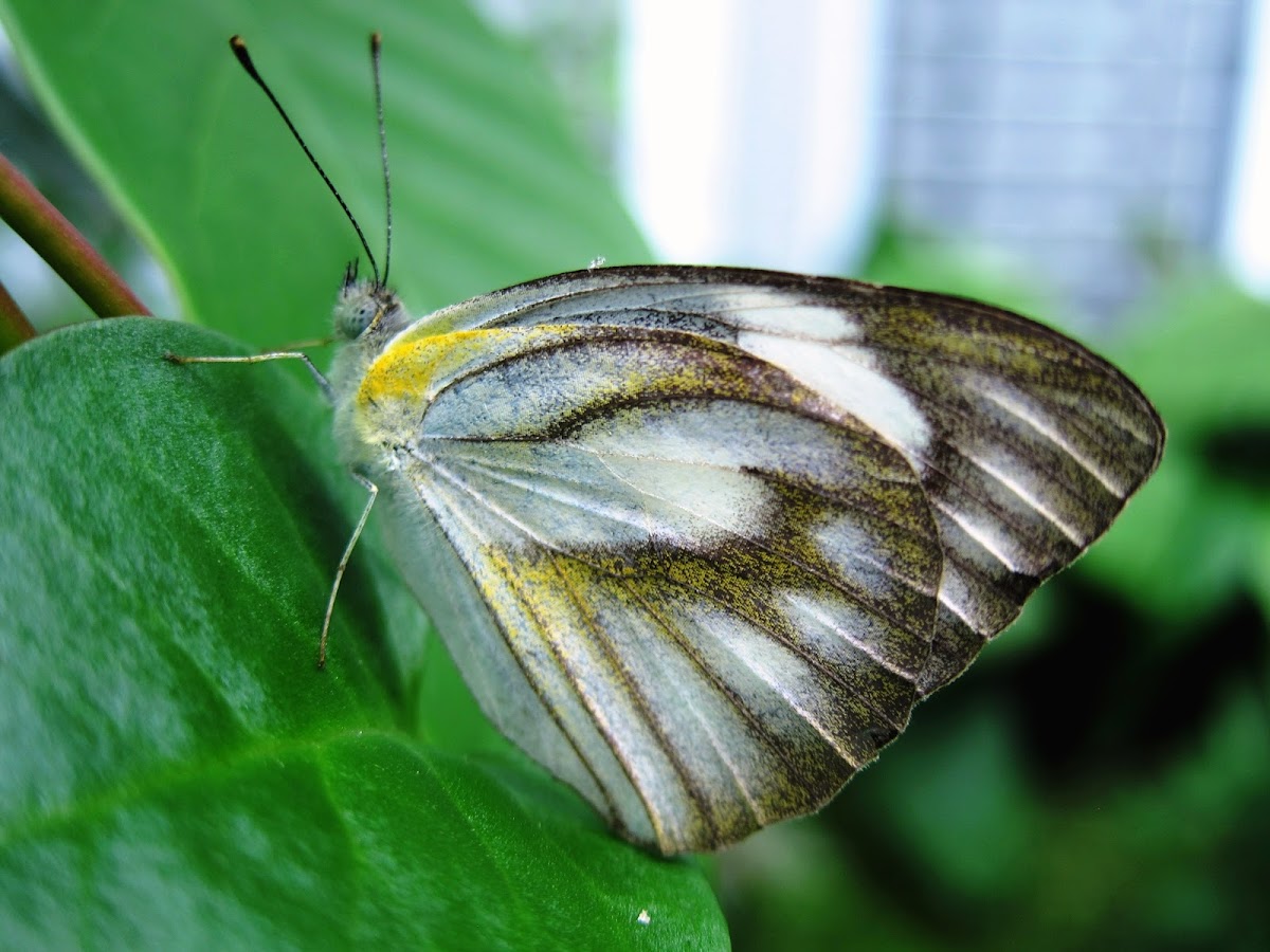 Striped Albatross