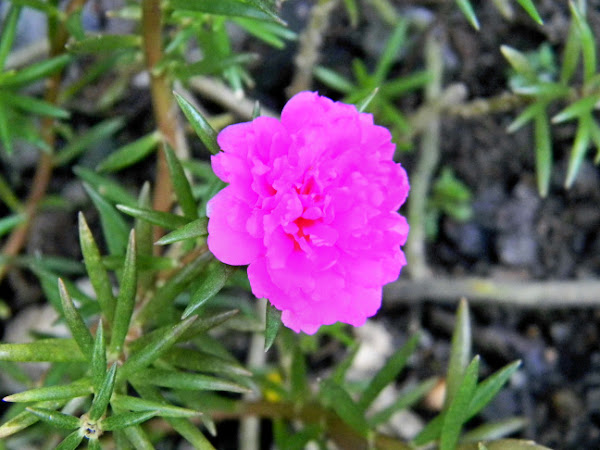 nine o’clock flower, sun plant, moss rose | Project Noah