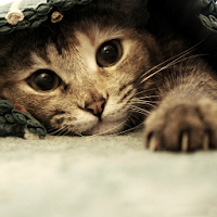 かわいい猫の壁紙 Androidアプリ Applion