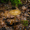 Deep Root Mushroom/Beukwortelzwam