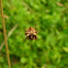 Star-bellied Orb Weaver