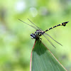 Common Flangetail (霸王葉春蜓)