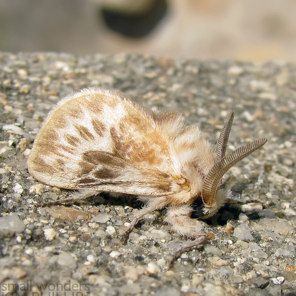 Unidentified Flannel Moth