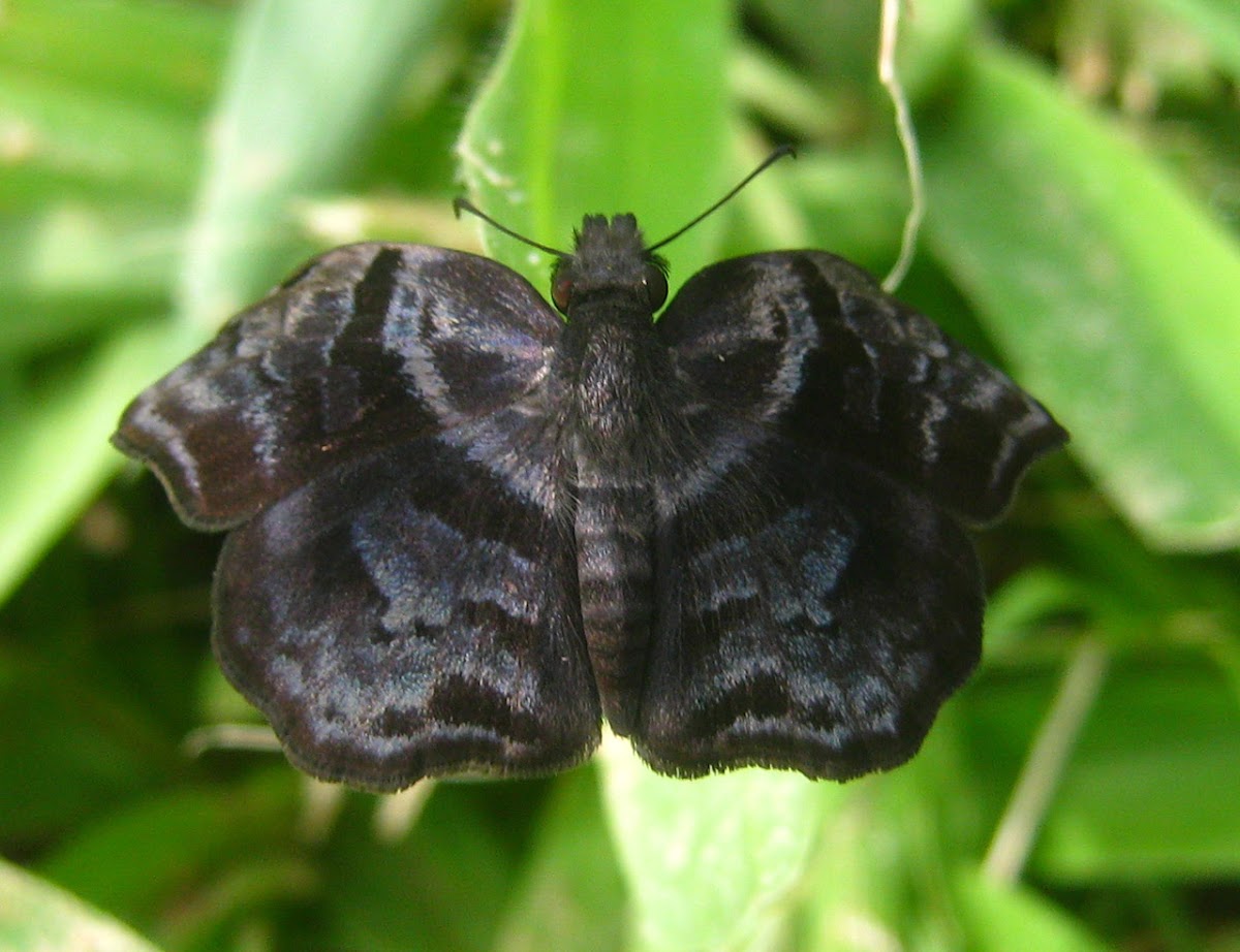 Marbled Bent-Skipper