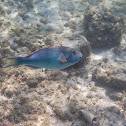 Blue parrotfish