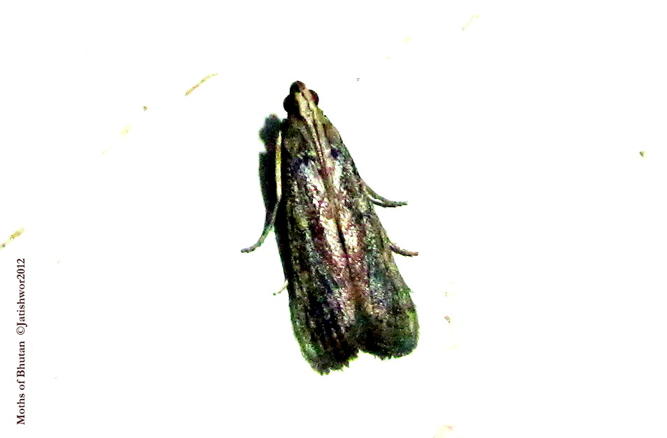 Pyralidae, Galleriinae
