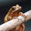 Spring peeper (male)