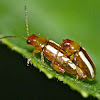Palestriped flea beetles (mating)