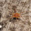 Short-legged harvestman