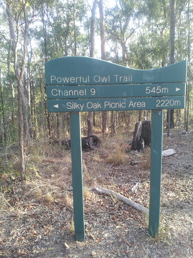 Powerful Owl Track