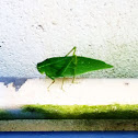 Greater angle-winged katydid