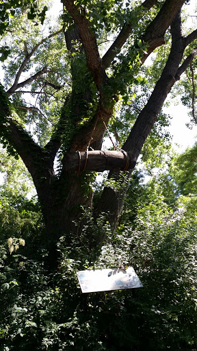 Wood Hanging On Tree