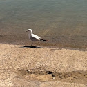 Ring-billed Gull