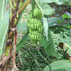 Unknown Banana Plant