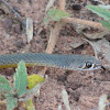 Yellow Faced Whip Snake