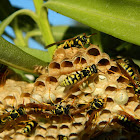European Paper Wasps