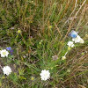 common blue, chalkhill blue