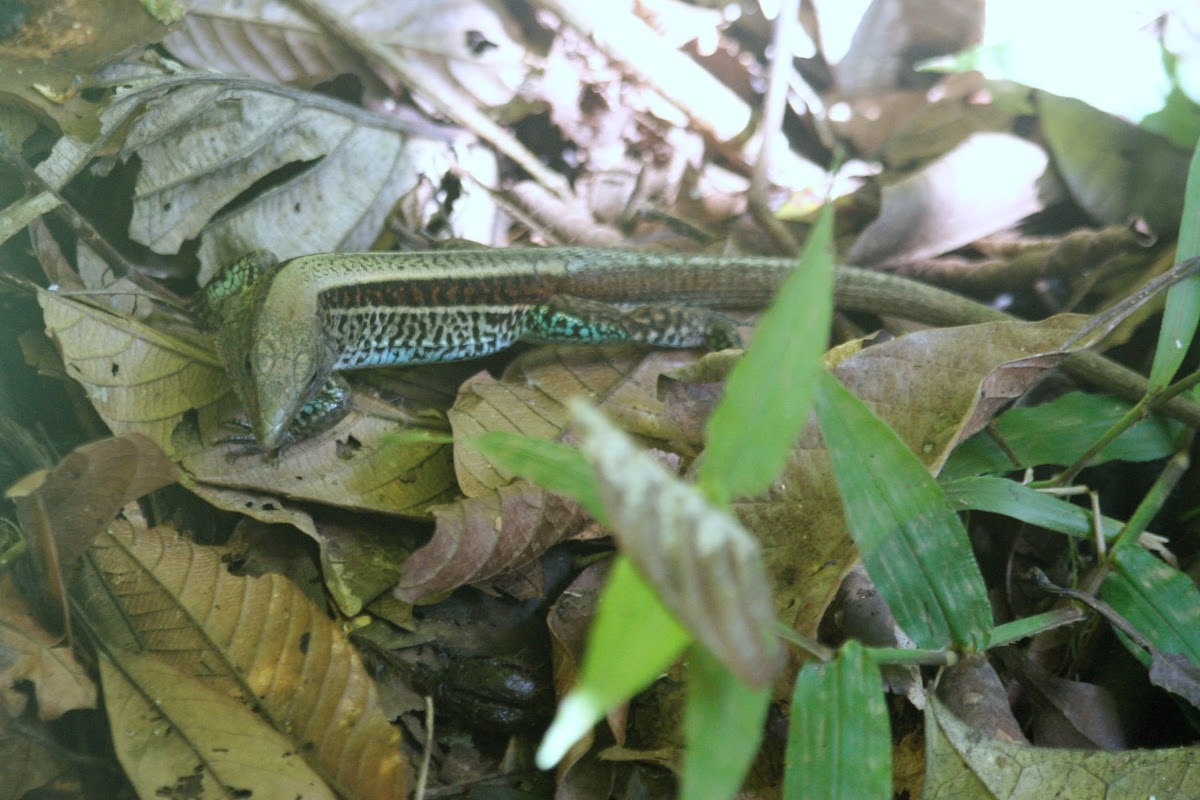 Four-lined Whiptail Lizard