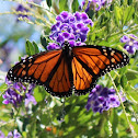 Wanderer (Monarch) Butterflies