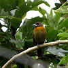 Cherrie's Tanager (female)