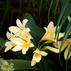 Yellow bush lily