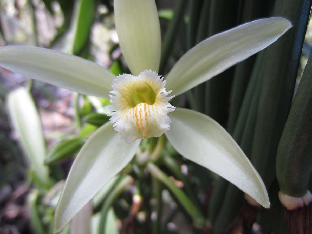 Tahitian Vanilla Orchid