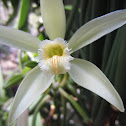 Tahitian Vanilla Orchid