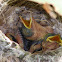 White-eyed Vireo babies