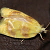 Oak Leaftier Moth