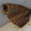 American Cliff Swallow nests