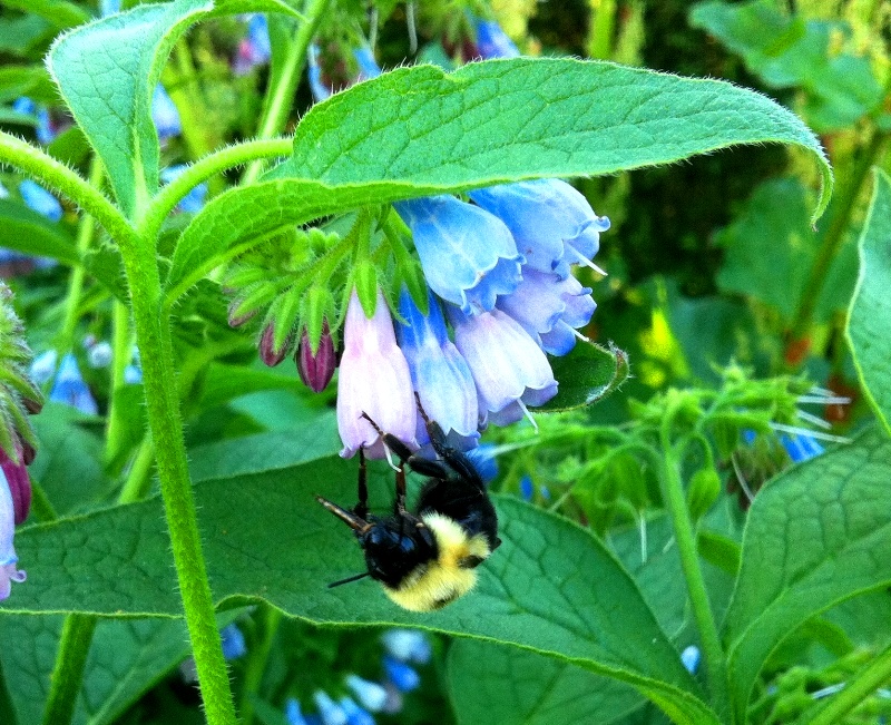 Bumble Bee