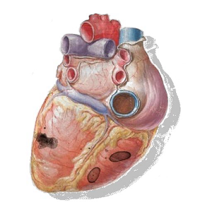Sonidos Cardiacos logo