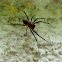 Ornate Orb Spider