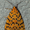Crotalaria Podborer Moth