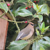 Cedar Waxwing