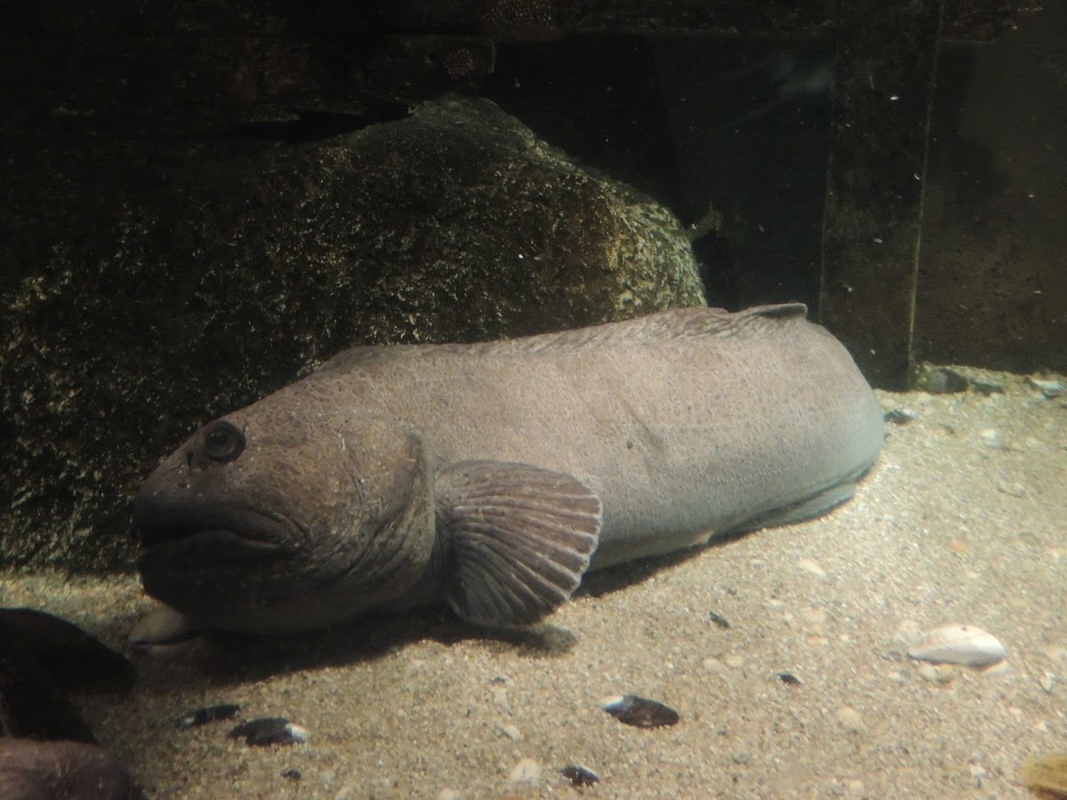 Spotted Wolffish