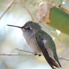 Costa's Hummingbird     female