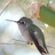 Costa's Hummingbird     female